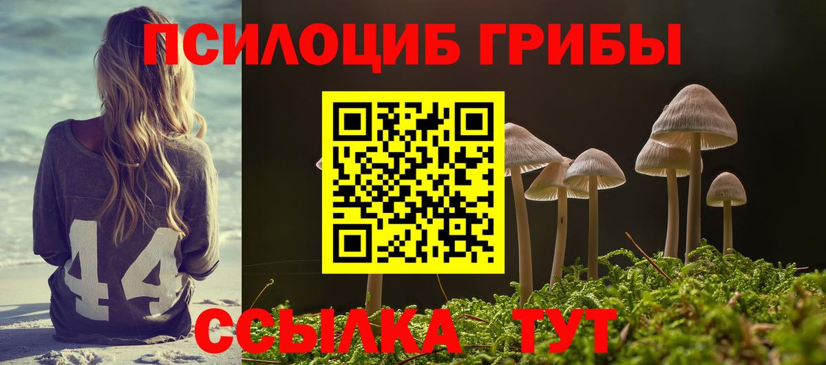 Псилоцибиновые грибы Psilocybe Химки